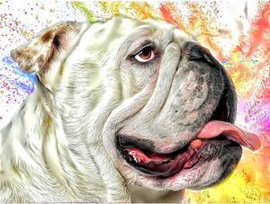 DOGS - English Bulldog Precious by Alan Foxx - PoP x HoyPoloi Gallery